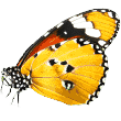 https://preppypetrichmond.com/wp-content/uploads/2019/08/butterfly.png