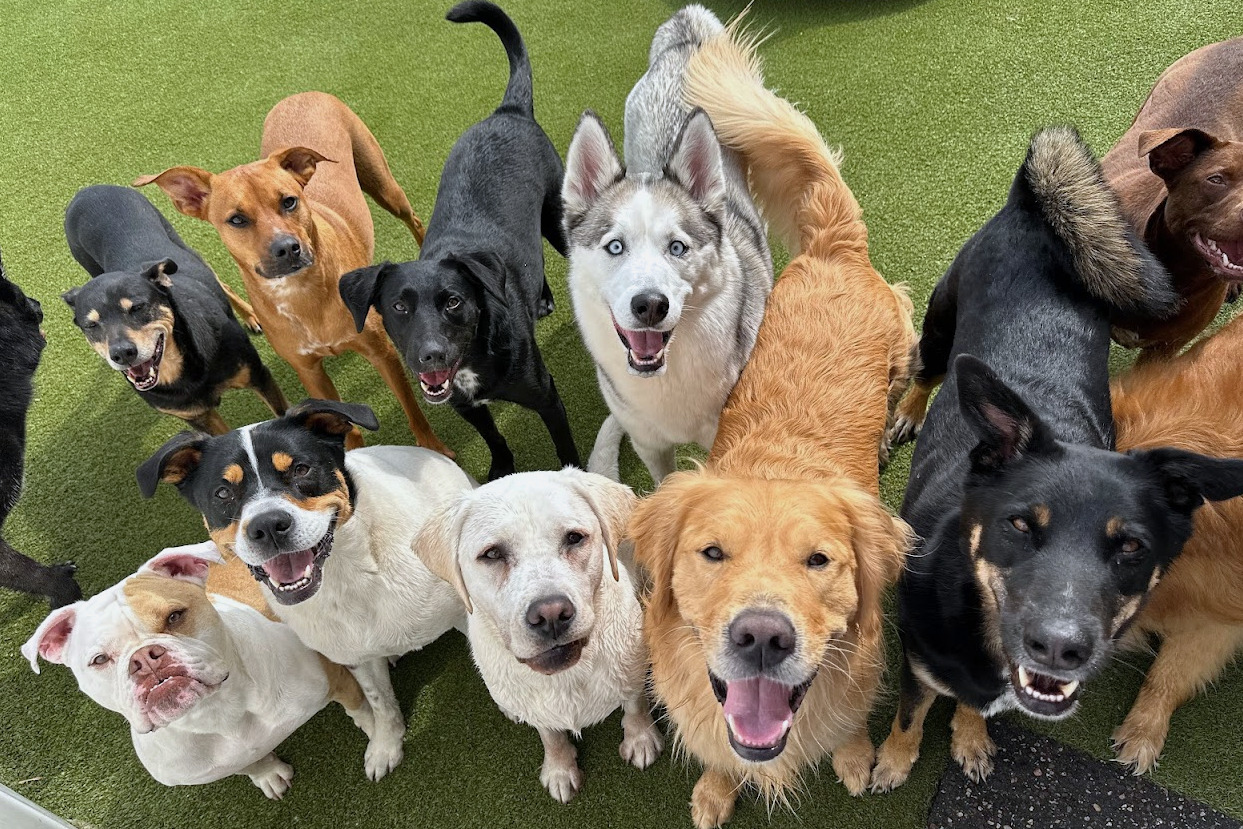 https://preppypetrichmond.com/wp-content/uploads/2026/04/Dogs-Boarding.jpg